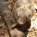 Newcastle - Blackbutt Reserve 
